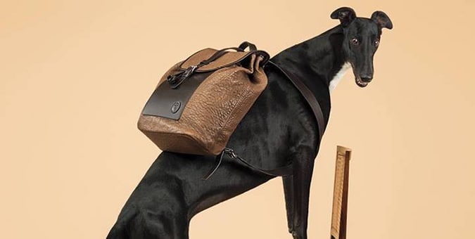 Chiến dịch Trussardi SS14 Canine