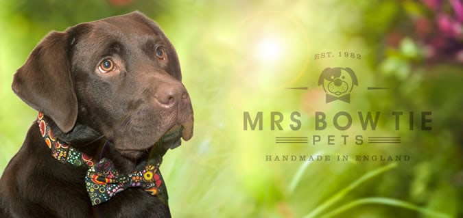 Bộ sưu tập áo choàng cổ cho chó mrs. Bowtie ss13