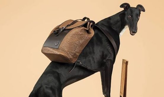 Chiến dịch Trussardi SS14 Canine