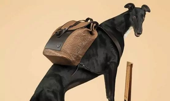 Chiến dịch Trussardi SS14 Canine